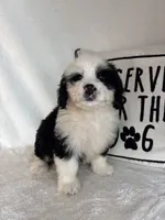 Max, a male Bernedoodle for sale in Greenfield, IN – 4 of 5