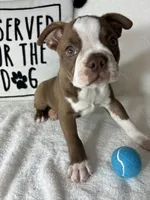 Ben, a male Boston Terrier for sale in Greenfield, IN – 1 of 5