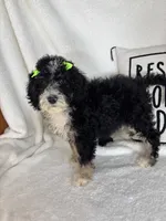 Molly, a female Bernedoodle for sale in Greenfield, IN – 2 of 6