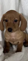 Dixie, a female Dachshund for sale in Greenfield, IN – 1 of 6