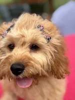 Monica, a female Cavapoo for sale in Greenfield, IN – 3 of 5