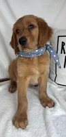 Goose, a male Golden Retriever for sale in Greenfield, IN – 4 of 9