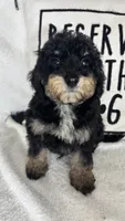 Joey, a male Bernedoodle for sale in Greenfield, IN – 3 of 6