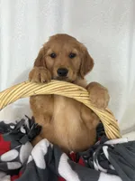 Gwen, a female Golden Retriever for sale in Greenfield, IN – 3 of 4