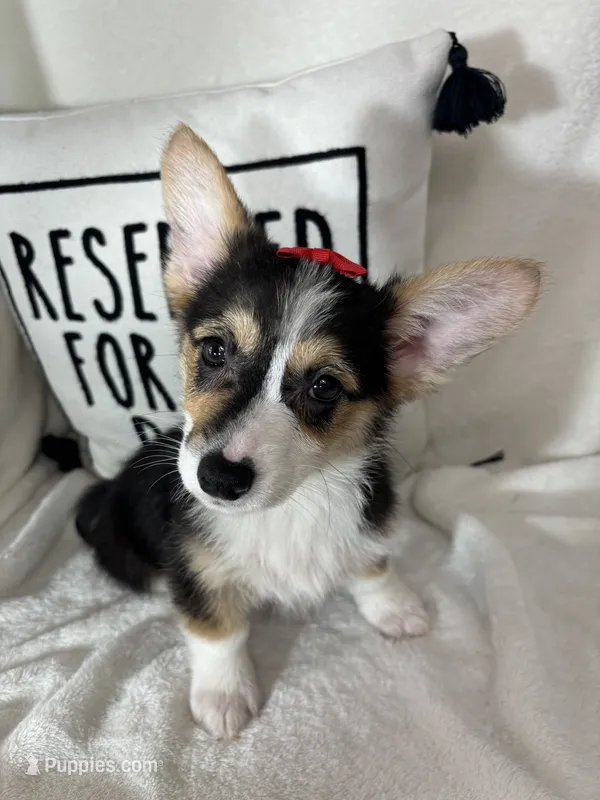 Carmen  – Pembroke Welsh Corgi puppy for sale in Greenfield, IN