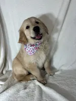 Glenda, a female English Cream Golden Retriever for sale in Greenfield, IN – 4 of 4