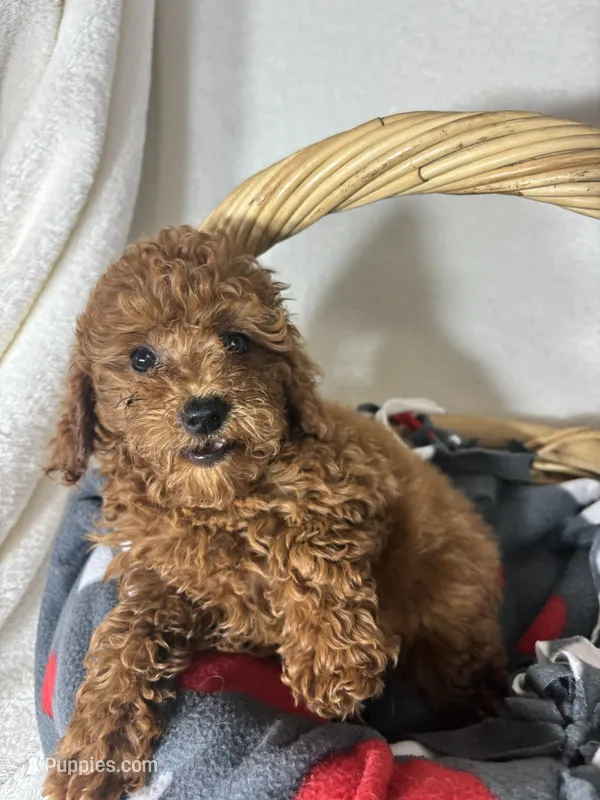 Ginger – Miniature Goldendoodle puppy for sale in Greenfield, IN