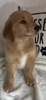 Grover, a male Golden Retriever for sale in Greenfield, IN – 2 of 5