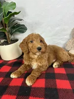 Gage, a male Miniature Goldendoodle for sale in Greenfield, IN – Photo 1 of 5