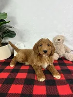 Gage, a male Miniature Goldendoodle for sale in Greenfield, IN – Photo 5 of 5