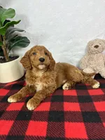 Gage, a male Miniature Goldendoodle for sale in Greenfield, IN – Photo 2 of 5