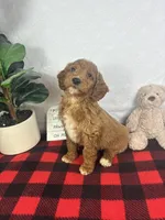 Gage, a male Miniature Goldendoodle for sale in Greenfield, IN – Photo 4 of 5