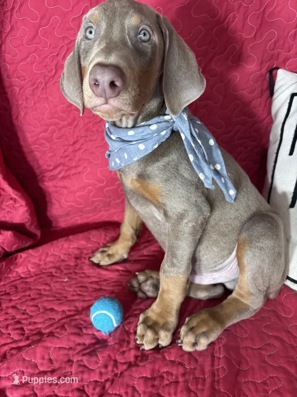 Dalton – Doberman Pinscher puppy for sale in Greenfield, IN