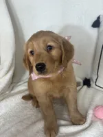 Sandy, a female Golden Retriever for sale in Greenfield, IN – 3 of 5