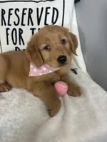 Butterscotch, a female Golden Retriever for sale in Greenfield, IN – 2 of 5