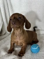 Dexter, a male Dachshund for sale in Greenfield, IN – 1 of 6