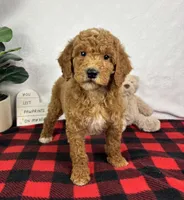Ginger, a female Miniature Goldendoodle for sale in Greenfield, IN – Photo 1 of 5