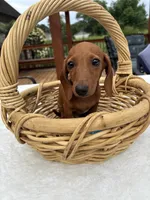 Bob, a male Miniature Dachshund for sale in Greenfield, IN – 3 of 5
