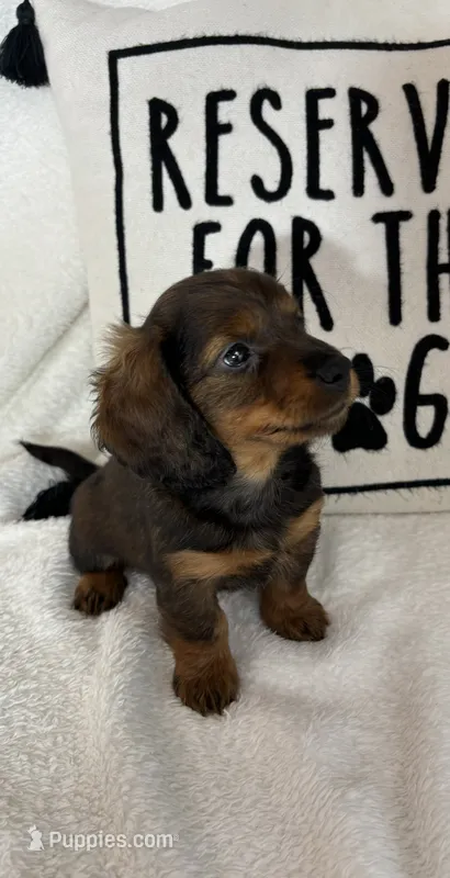 Dixie – Dachshund puppy for sale in Greenfield, IN