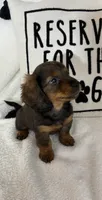 Dixie, a male Dachshund for sale in Greenfield, IN – 1 of 4