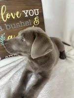 Luna, a female Labrador Retriever for sale in Greenfield, IN – 2 of 5