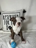 Butter, a male Boston Terrier for sale in Greenfield, IN – 2 of 5