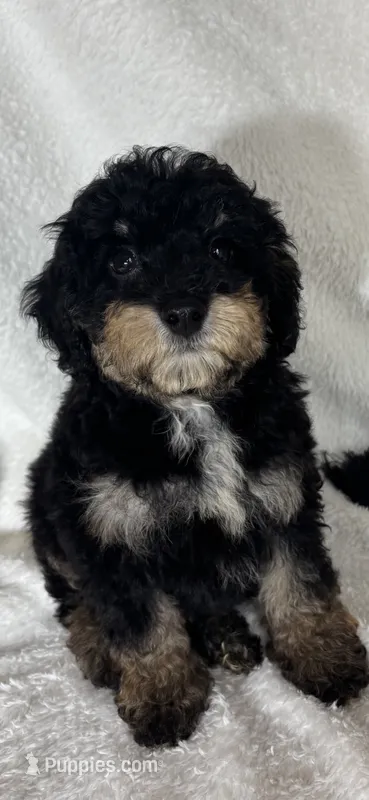 Joey – Bernedoodle puppy for sale in Greenfield, IN