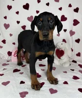 Daisey, a female Doberman Pinscher for sale in Greenfield, IN – Photo 1 of 5