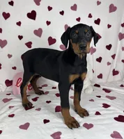 Daisey, a female Doberman Pinscher for sale in Greenfield, IN – Photo 3 of 5