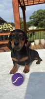 Belle, a female Dachshund for sale in Greenfield, IN – 4 of 6
