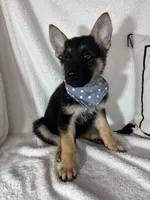 Gage, a male German Shepherd Dog for sale in Greenfield, IN – 4 of 6