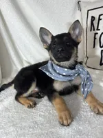 Gabe , a male German Shepherd Dog for sale in Greenfield, IN – 2 of 5