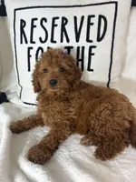 Gabby, a female Miniature Goldendoodle for sale in Greenfield, IN – 1 of 5