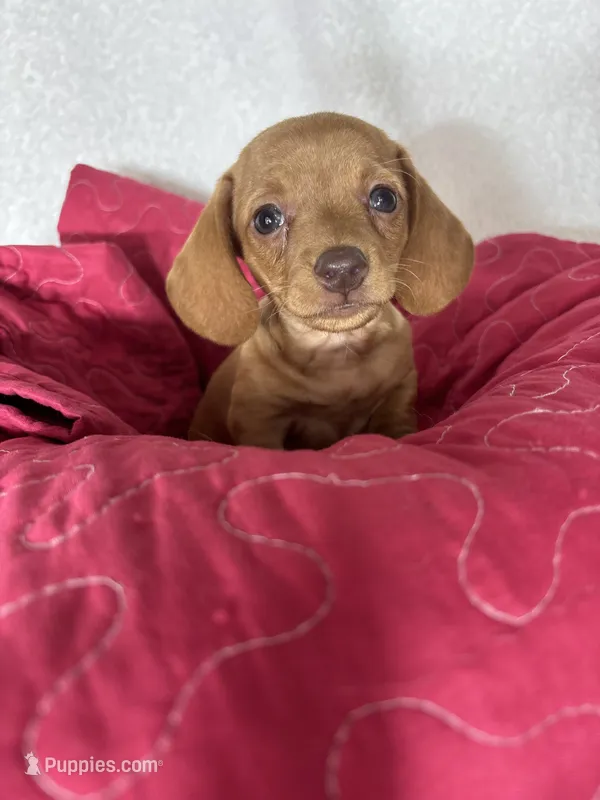 Dylan  – Dachshund puppy for sale in Greenfield, IN