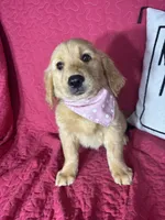 Gracie, a female Golden Retriever for sale in Greenfield, IN – 3 of 5