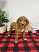 Gage, a male Miniature Goldendoodle for sale in Greenfield, IN – Photo 3 of 5