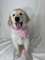 Gladys, a female English Cream Golden Retriever for sale in Greenfield, IN – 1 of 5