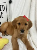 Ginger, a female Golden Retriever for sale in Greenfield, IN – 4 of 4