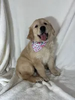 Glenda, a female English Cream Golden Retriever for sale in Greenfield, IN – 1 of 4