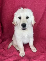 Greta, a female English Cream Golden Retriever for sale in Greenfield, IN – 4 of 5