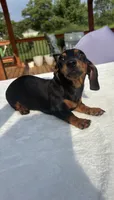 Belle, a female Miniature Dachshund for sale in Greenfield, IN – 2 of 6