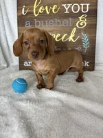 Duke, a male Dachshund for sale in Greenfield, IN – 2 of 6