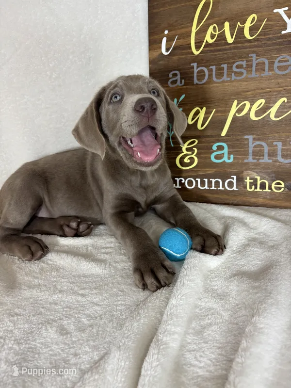 Slate – Labrador Retriever puppy for sale in Greenfield, IN