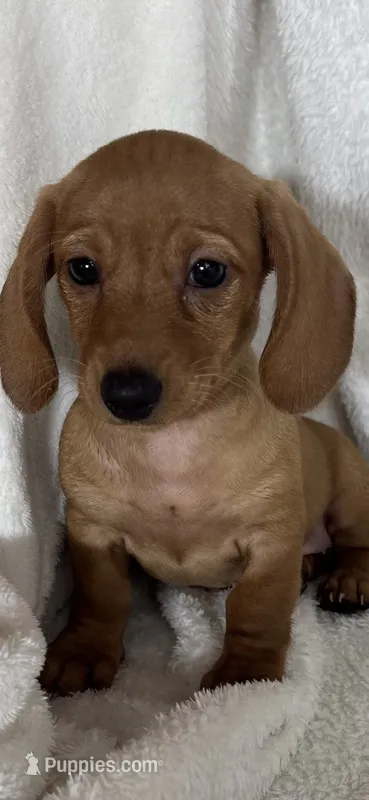 Dixie – Dachshund puppy for sale in Greenfield, IN