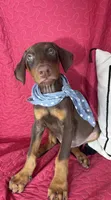 Diesel, a male Doberman Pinscher for sale in Greenfield, IN – 3 of 5