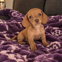 Duke, a male Dachshund for sale in Greenfield, IN – 5 of 5