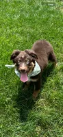 Astro, a male Australian Shepherd for sale in Greenfield, IN – 3 of 4