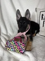Glenda, a female German Shepherd Dog for sale in Greenfield, IN – 1 of 7
