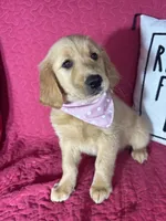 Gwen, a female Golden Retriever for sale in Greenfield, IN – 2 of 5