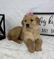 Gigi, a female Golden Retriever for sale in Greenfield, IN – Photo 3 of 5